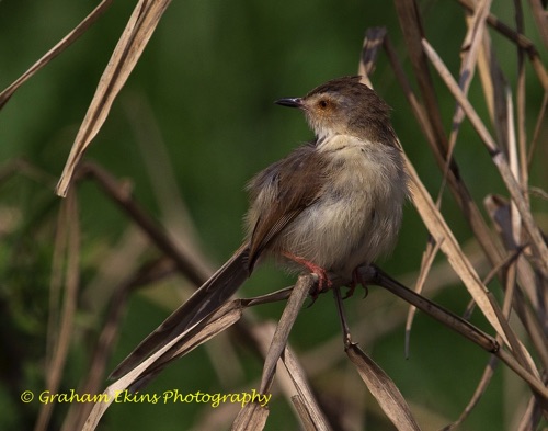 Plain Prinia
Seen along the scrubby edges of pools in Long Valley.